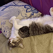 K.d is registered to the contest to win money with this photo: animal, cat, comfort, couch, cozy, cute, domestic, feline, fur, home, indoor, pet, pillow, relaxed, resting, sleeping, soft, tabby, upside_down, white