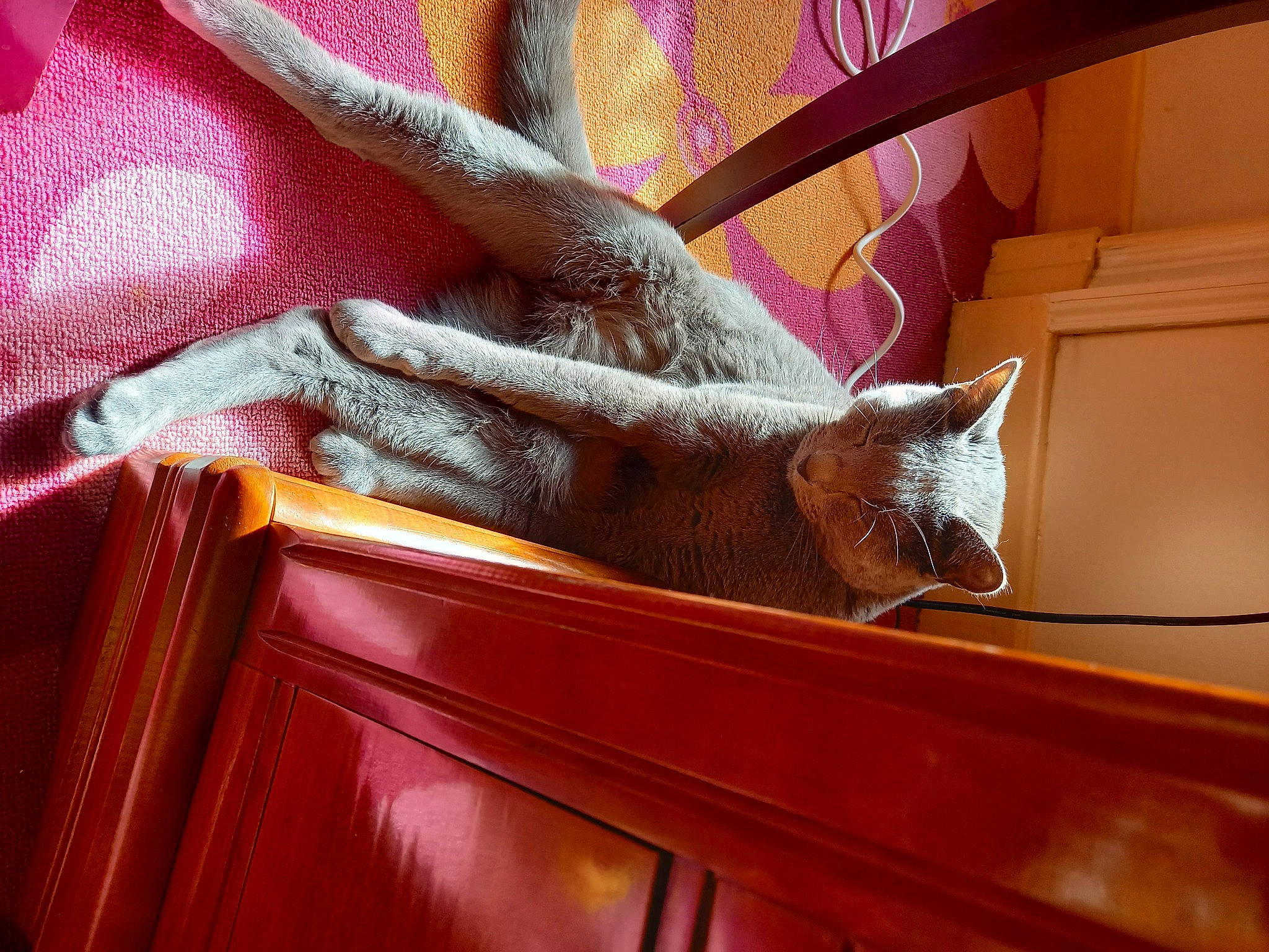 Cerbere participe au concours pour gagner de l'argent avec cette photo : brown, carnivore, cat, chair, creative_arts, fawn, felidae, hardwood, magenta, natural_material, pattern, room, shelf, small_to_medium_sized_cats, tail, textile, tints_and_shades, whiskers, window, wood