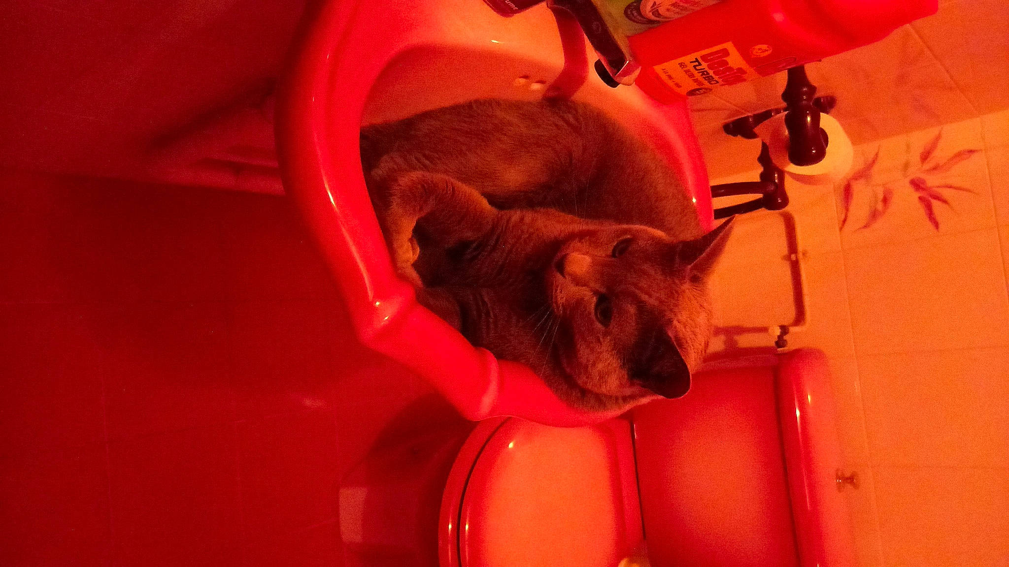 Cerbere participe au concours pour gagner de l'argent avec cette photo : bathing, companion_dog, fawn, felidae, flesh, fun, fur, magenta, pink, room, snout, teddy_bear, toy, whiskers, working_animal