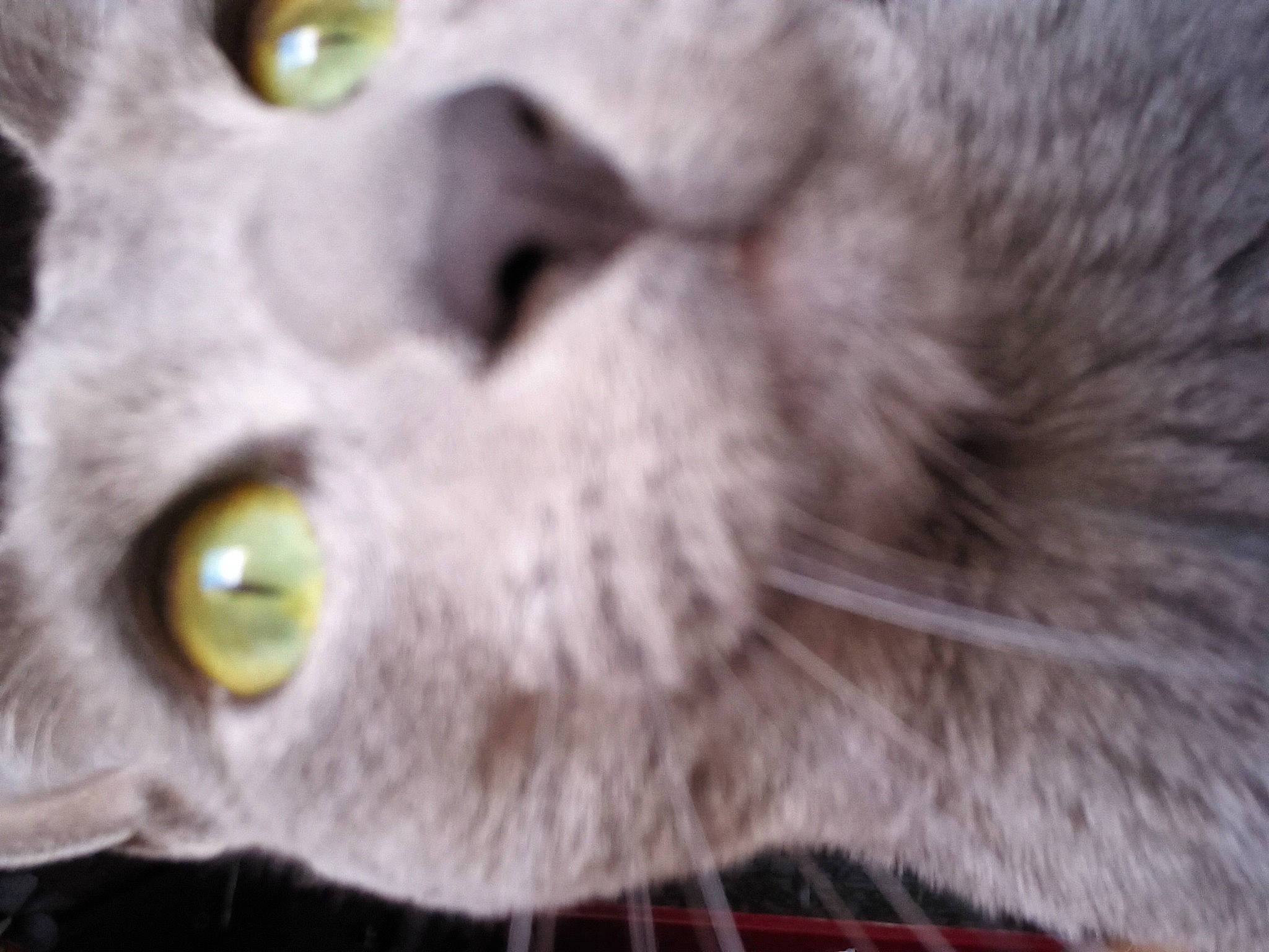 Cerbere participe au concours pour gagner de l'argent avec cette photo : carnivore, cat, close_up, domestic_short_haired_cat, ear, eyelash, felidae, fur, grey, iris, paw, small_to_medium_sized_cats, snout, whiskers