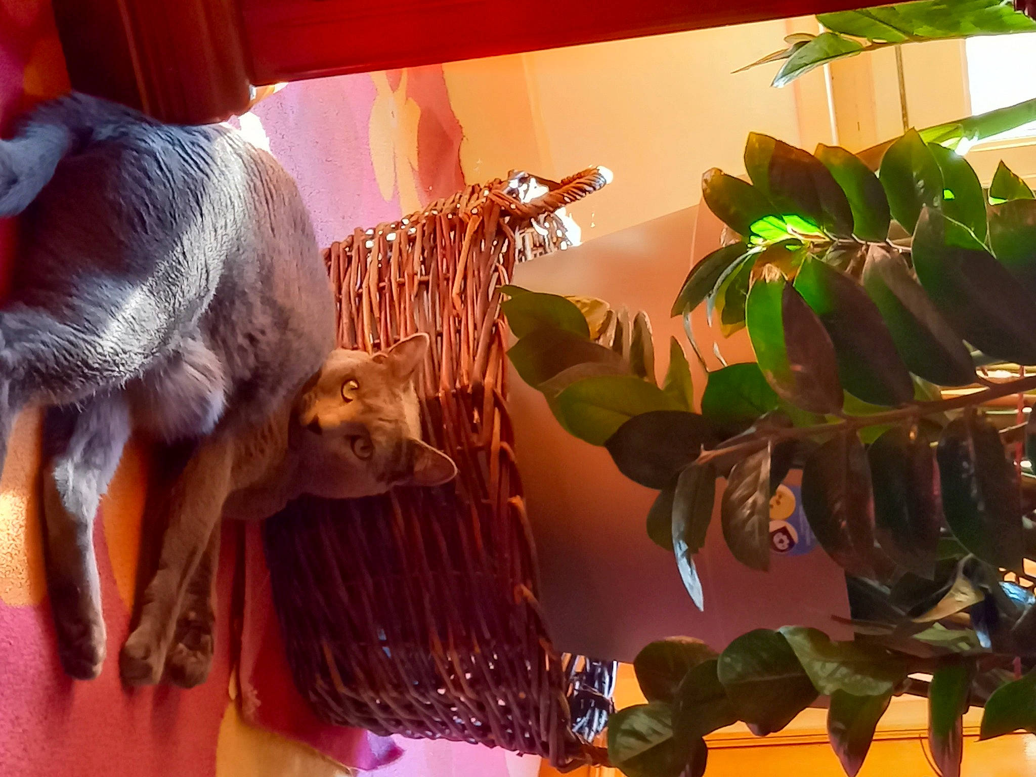 Cerbere a rejoint le concours — aidez-le/la à gagner de superbes lots ! arecales, ceiling, event, fawn, flowerpot, glass, houseplant, interior_design, light, lighting_accessory, magenta, organism, plant, room, snapshot, tail, terrestrial_plant, tints_and_shades, tree, wood