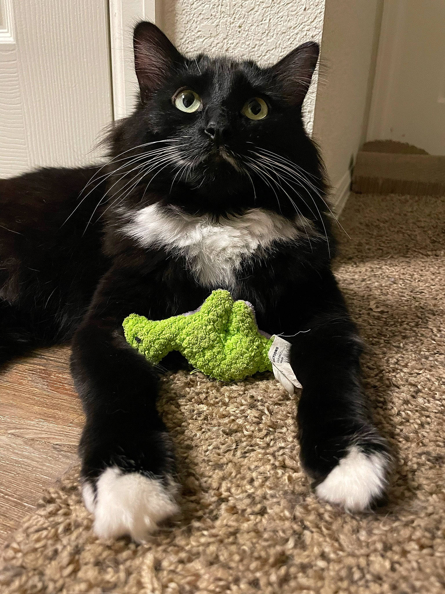 Leela joined the competition — help win amazing prizes! black_cat, carnivore, cat, claw, domestic_short_haired_cat, felidae, flooring, foot, fur, grass, paw, shadow, sitting, small_to_medium_sized_cats, snout, tail, terrestrial_animal, whiskers, window