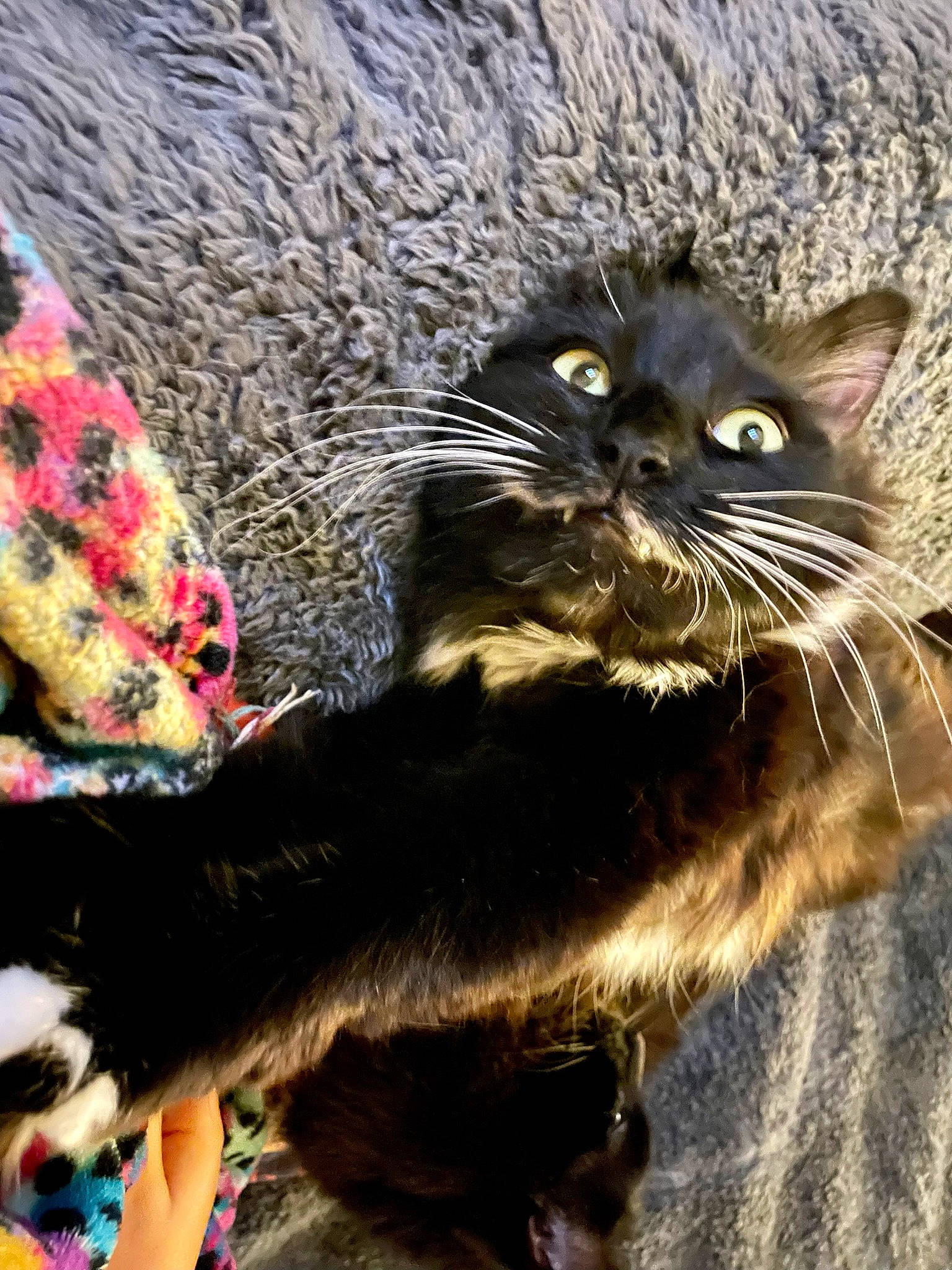 Leela is registered to the contest to win money with this photo: carnivore, cat, claw, domestic_short_haired_cat, felidae, foot, fur, grass, paw, small_to_medium_sized_cats, snout, tail, terrestrial_animal, whiskers, window