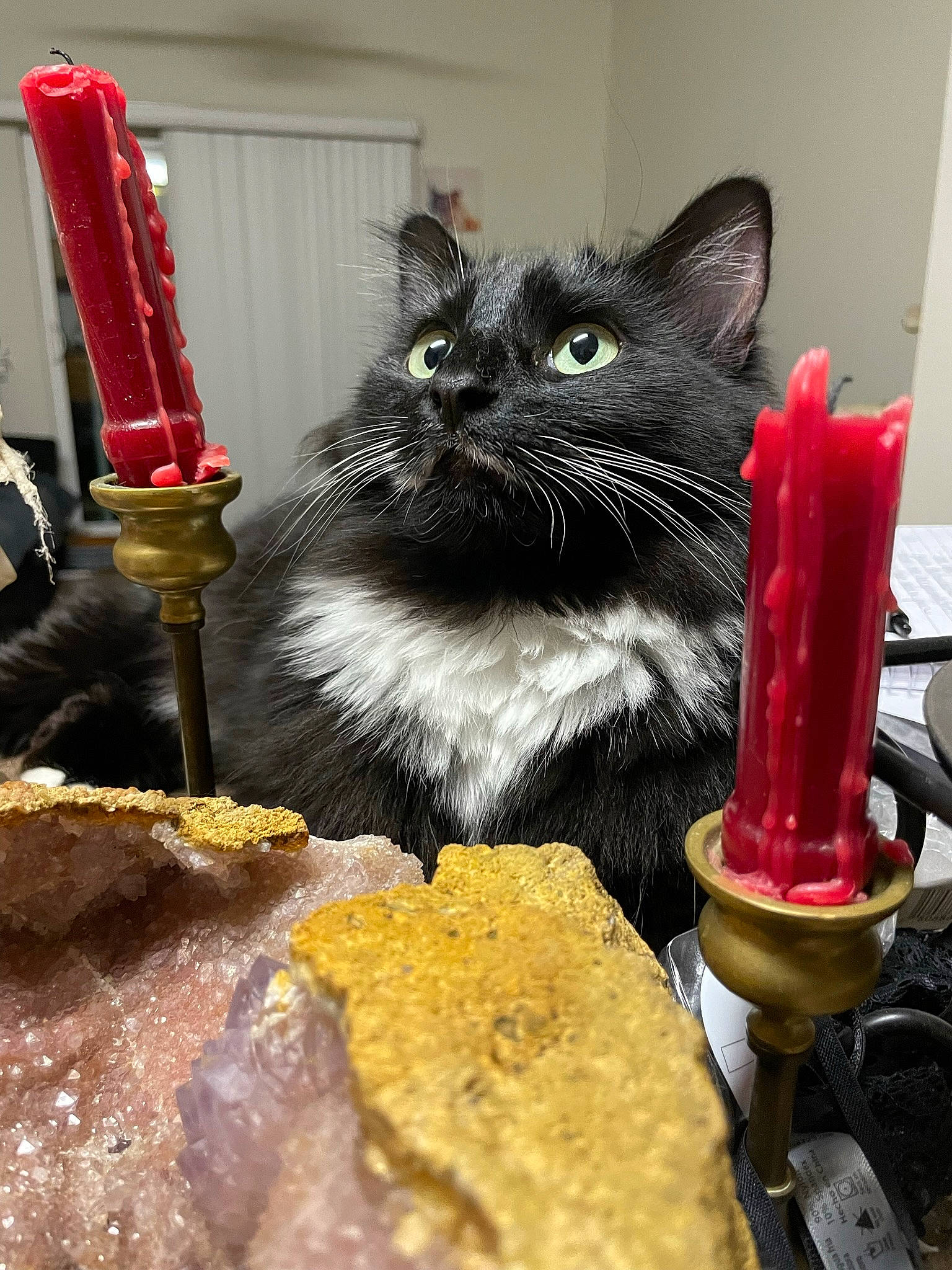 Leela is registered to the contest to win money with this photo: black_cat, bombay, carnivore, cat, claw, comfort_food, cooking, cuisine, dish, domestic_short_haired_cat, felidae, food, fur, ingredient, knife, recipe, small_to_medium_sized_cats, tableware, tail, whiskers