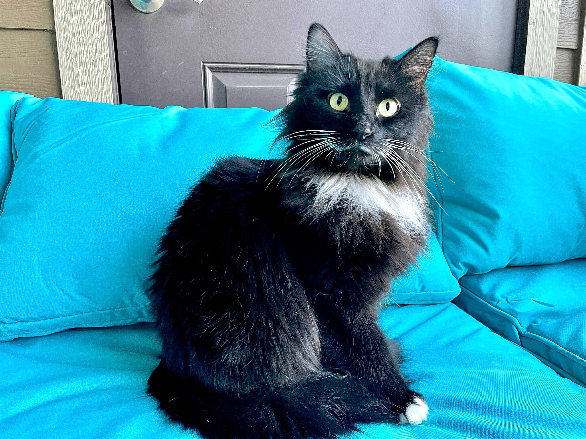 Leela joined the competition — help win amazing prizes! aqua, azure, black_cat, blue, carnivore, cat, cat_supply, comfort, couch, domestic_short_haired_cat, electric_blue, felidae, fur, linens, small_to_medium_sized_cats, snout, tail, textile, whiskers, window