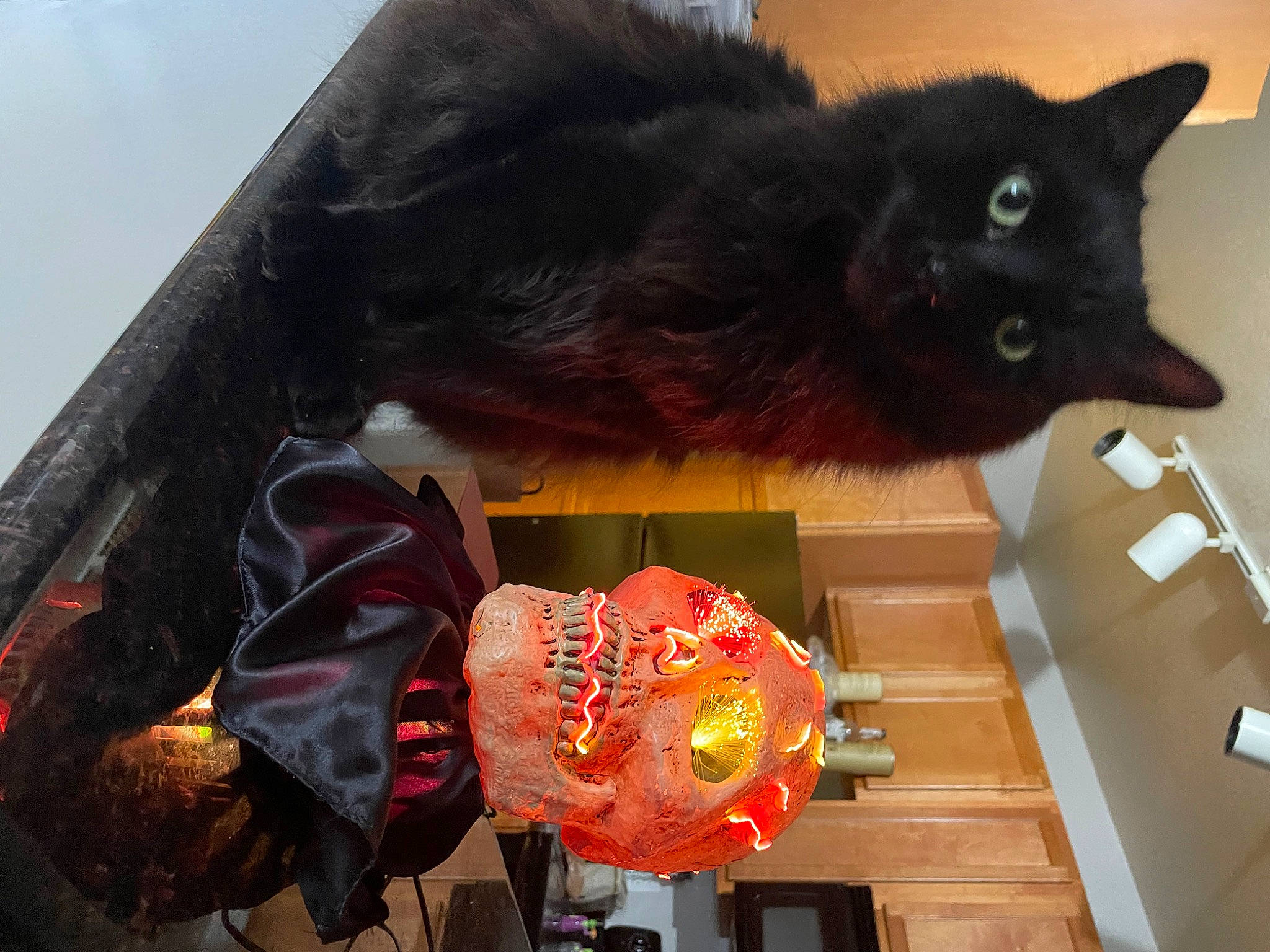 Mooney is registered to the contest to win money with this photo: art, black_cat, bombay, carnivore, cat, claw, dog_breed, domestic_short_haired_cat, felidae, flooring, fur, small_to_medium_sized_cats, tail, whiskers