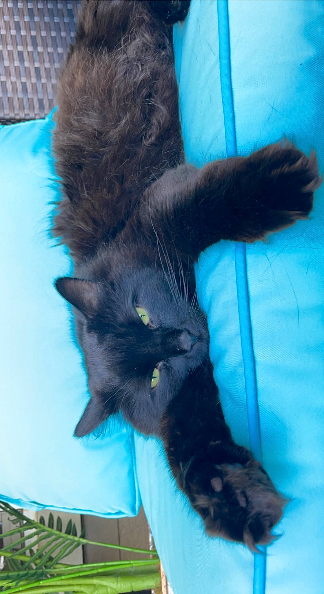Mooney joined the competition — help win amazing prizes! black_cat, blue, bombay, carnivore, cat, claw, comfort, dog_breed, domestic_short_haired_cat, electric_blue, fawn, felidae, foot, fur, gesture, paw, small_to_medium_sized_cats, snout, tail, whiskers