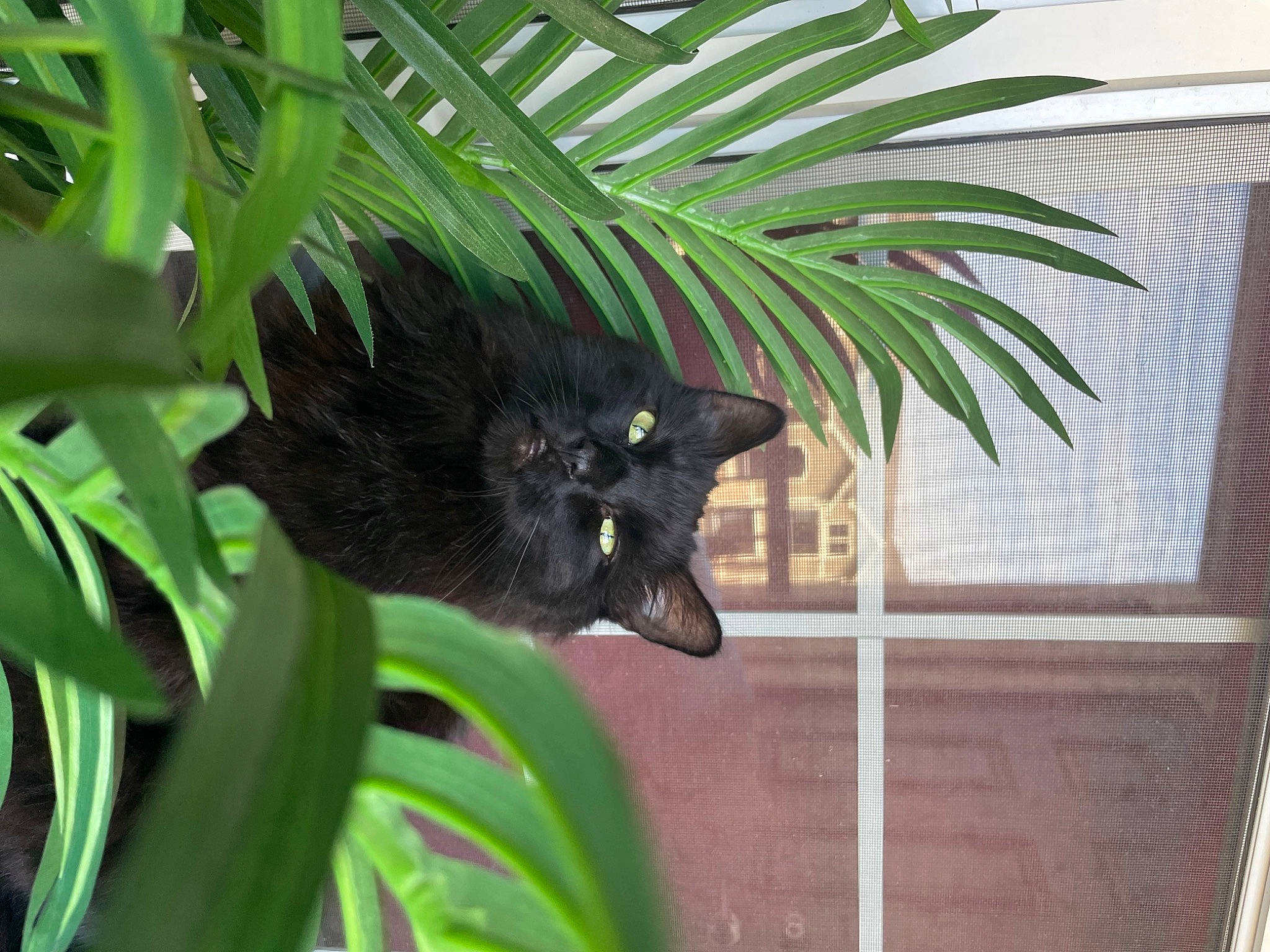 Mooney is registered to the contest to win money with this photo: arecales, black_cat, bombay, carnivore, cat, domestic_short_haired_cat, felidae, flowering_plant, fur, grass, palm_tree, plant, plant_stem, small_to_medium_sized_cats, tail, terrestrial_animal, terrestrial_plant, tree, whiskers, window