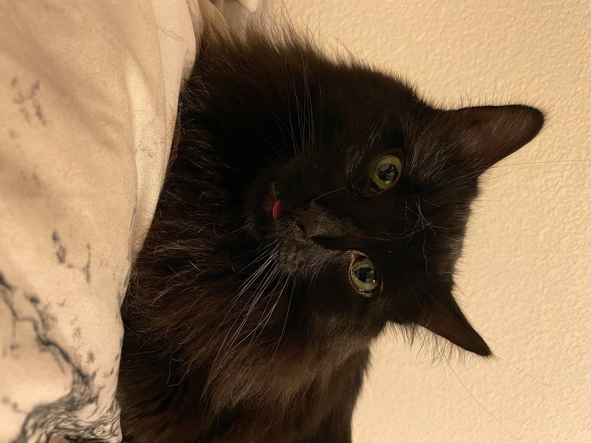 Mooney is registered to the contest to win money with this photo: black_cat, bombay, carnivore, cat, claw, domestic_short_haired_cat, felidae, fur, small_to_medium_sized_cats, snout, terrestrial_animal, whiskers