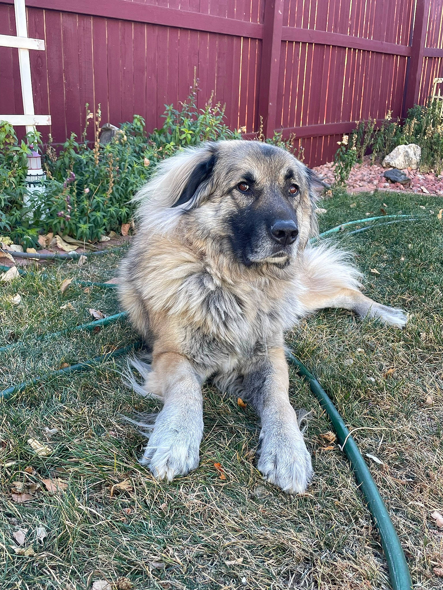 Keeta is registered to the contest to win money with this photo: canidae, carnivore, companion_dog, dog, dog_breed, fence, grass, home_fencing, picket_fence, plant, siding, snout, soil, sporting_group, tail, terrestrial_animal, working_dog, yard