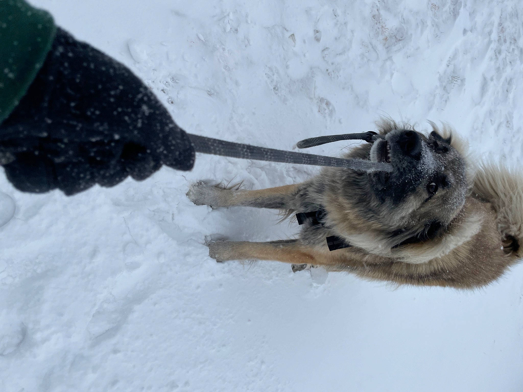 Keeta joined the competition — help win amazing prizes! arthropod, dog_breed, fly, freezing, fur, insect, invertebrate, membrane_winged_insect, pest, pollinator, precipitation, snow, tail, terrestrial_animal, wing, winter