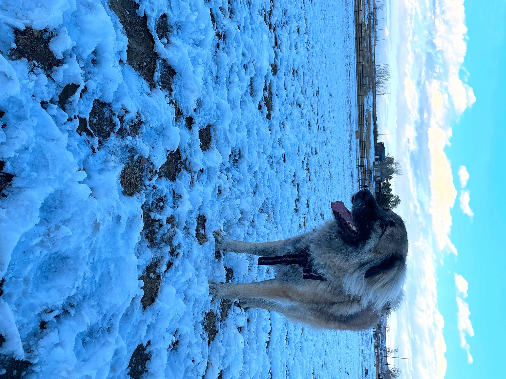 Keeta is registered to the contest to win money with this photo: azure, cloud, dog, dog_breed, electric_blue, freezing, frost, glacial_landform, ice_cap, mammal, plant, sky, slope, snow, tree, water, wind_wave, winter, wood, working_animal