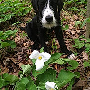 Duke joined the competition — help win amazing prizes! animal, black_and_white, canine, close_up, curious, dog, fallen_leaves, flora, flowers, forest_floor, green_leaves, leaf_litter, nature, outdoor, pet, plant, puppy, white_flowers, woods, young_dog