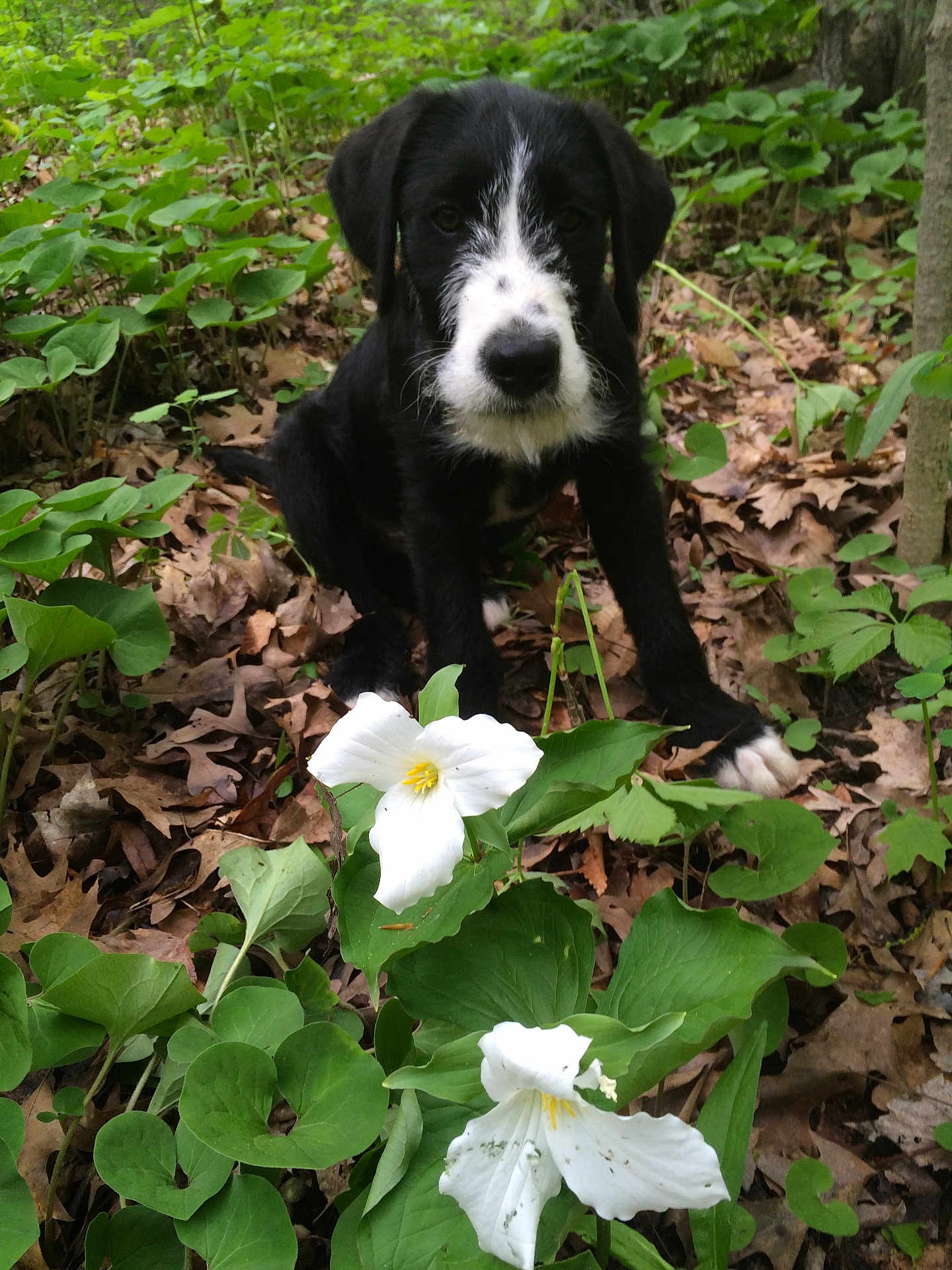 Duke