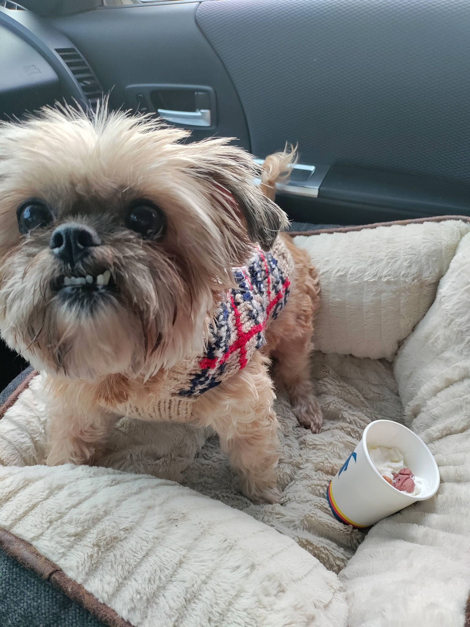 Taffey joined the competition — help win amazing prizes! carnivore, comfort, companion_dog, cup, dog, dog_breed, dog_collar, dog_supply, fawn, liver, mug, serveware, shih_tzu, small_terrier, snout, sporting_group, terrier, toy_dog, vertebrate, working_animal