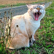 Tyla participe au concours pour gagner de l'argent avec cette photo : cat, fluffy_cat, cream_fur, yawning, open_mouth, whiskers, ears, animal, pet, sitting, outdoors, countryside, field, country_path, grass, plants, wildflowers, landscape, sunset, portrait