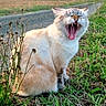cat, fluffy_cat, cream_fur, yawning, open_mouth, whiskers, ears, animal, pet, sitting, outdoors, countryside, field, country_path, grass, plants, wildflowers, landscape, sunset, portrait