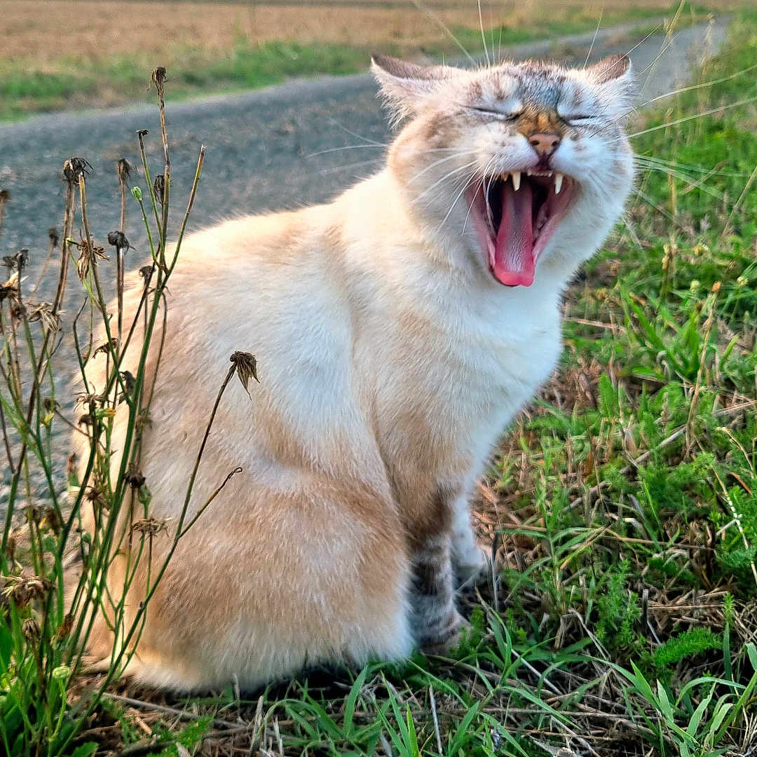 Tyla participe au concours pour gagner de l'argent avec cette photo : cat, fluffy_cat, cream_fur, yawning, open_mouth, whiskers, ears, animal, pet, sitting, outdoors, countryside, field, country_path, grass, plants, wildflowers, landscape, sunset, portrait
