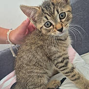 Yuki a rejoint le concours — aidez-le/la à gagner de superbes lots ! kitten, cat, tabby, pet, hand, indoor, curious, animal, feline, whiskers, ears, blue_eyes, young, cute, striped, sitting, close_up, domestic, soft_fur, cozy