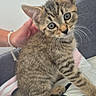 kitten, cat, tabby, pet, hand, indoor, curious, animal, feline, whiskers, ears, blue_eyes, young, cute, striped, sitting, close_up, domestic, soft_fur, cozy