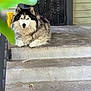 dog, husky, blue_eyes, fluffy, lying_down, concrete_steps, outdoor, porch, metal_door, leaf, pet, animal, fur, front_paws, black_and_white, canine, resting, closeup, watching, quiet