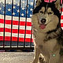 Vader is registered to the contest to win money with this photo: dog, siberian_husky, blue_eyes, tongue_out, american_flag, railing, outdoor, sunlight, pet, canine, fur, portrait, happy, animal, domestic_animal, mammal, closeup, sitting, flag, background