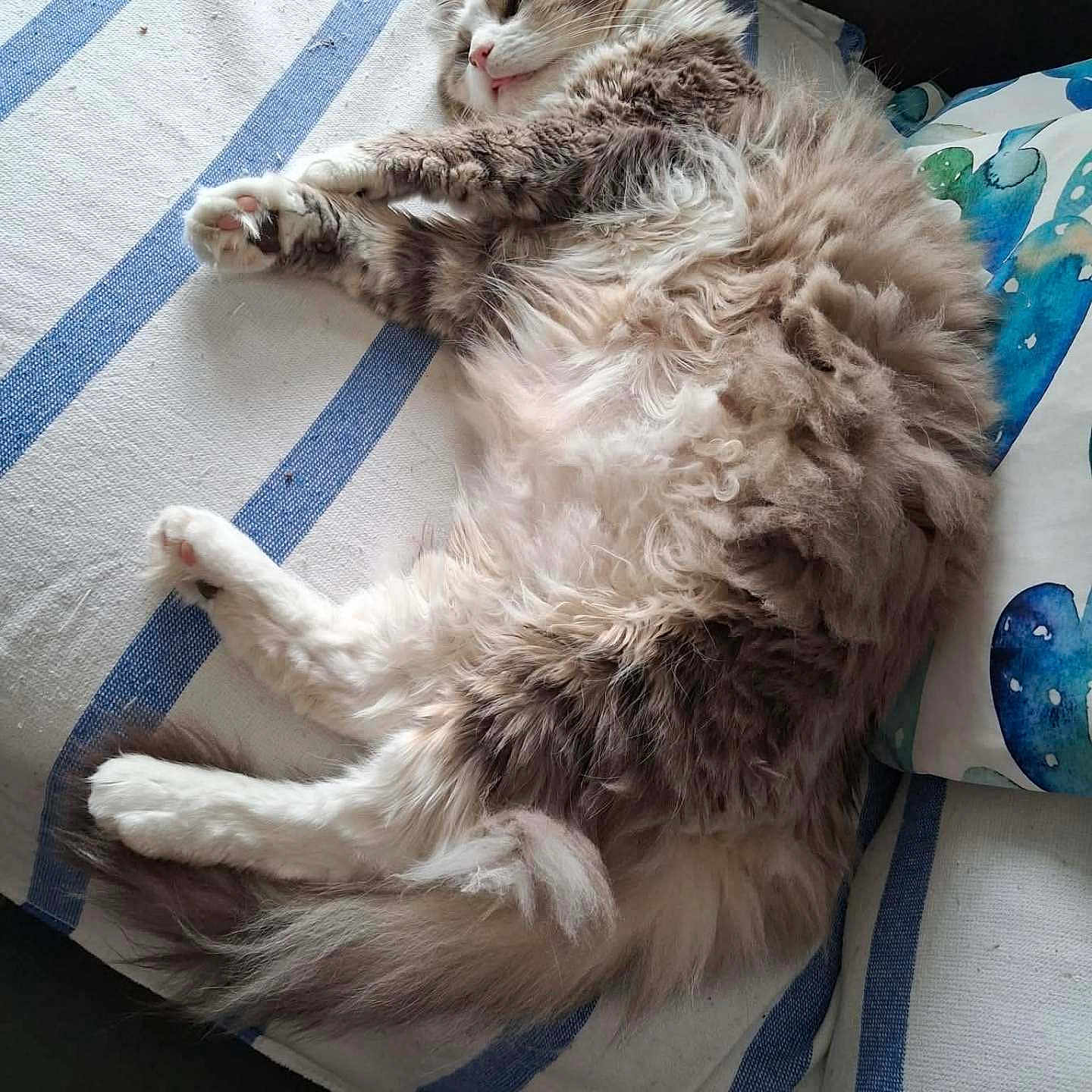 Floyd