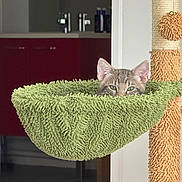 Arry a rejoint le concours — aidez-le/la à gagner de superbes lots ! animal, background, cat, cozy, curious, ears, eyes, furniture, fuzzy, green_hammock, home, indoor, kitten, modern, peeking, pet, playful, room, scratching_post, texture