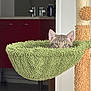 animal, background, cat, cozy, curious, ears, eyes, furniture, fuzzy, green_hammock, home, indoor, kitten, modern, peeking, pet, playful, room, scratching_post, texture