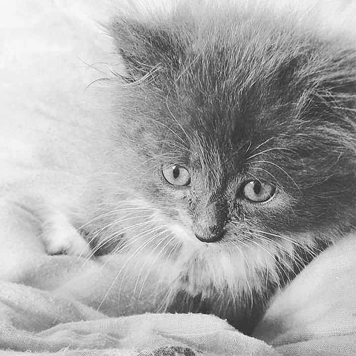 Lizzie