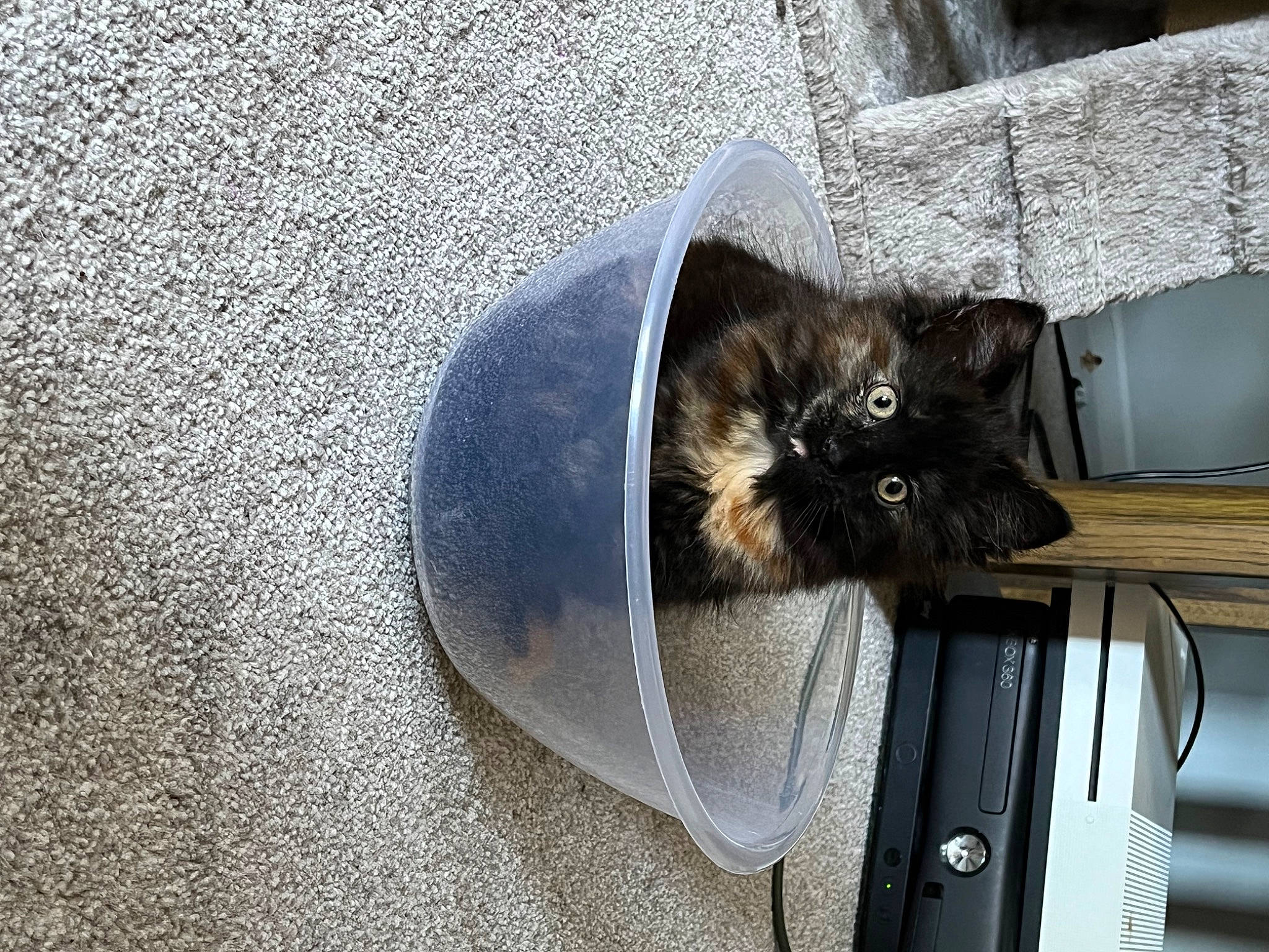 Fizz joined the competition — help win amazing prizes! automotive_tire, bag, black_cat, carnivore, cat, chair, comfort, domestic_short_haired_cat, felidae, fur, grey, luggage_and_bags, rim, road_surface, small_to_medium_sized_cats, table, tail, whiskers, window, wood