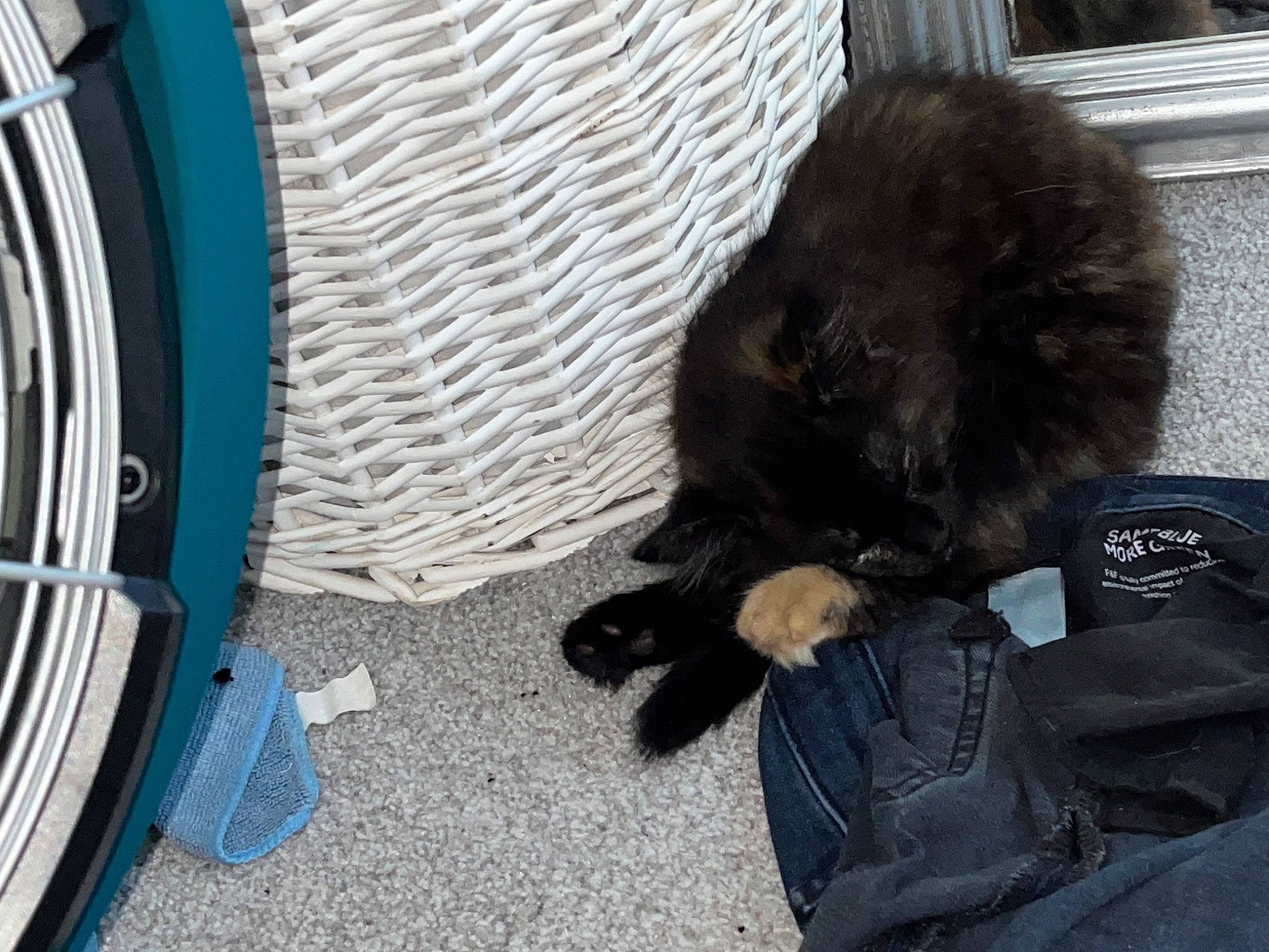 Fizz is registered to the contest to win money with this photo: automotive_lighting, automotive_tire, bag, bicycle_tire, carnivore, cat, comfort, dog_breed, felidae, fender, grille, hood, hubcap, luggage_and_bags, rim, small_to_medium_sized_cats, synthetic_rubber, tire, tire_care, tread