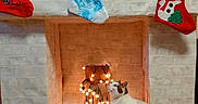 Praline participe au concours pour gagner de l'argent avec cette photo : cat, fireplace, christmas_stockings, holiday_decorations, fairy_lights, indoor, festive, decor, white_cat, orange_cat, floor, mantel, stockings, lights, cozy, curious_cat, winter, celebration, home, seasonal