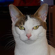 Praline a rejoint le concours — aidez-le/la à gagner de superbes lots ! cat, close_up, indoor, animal, pet, feline, white, brown, yellow_eyes, face, portrait, whiskers, ears, looking_at_camera, domestic_cat, fur, nose, animal_portrait, pet_portrait, indoor_lighting