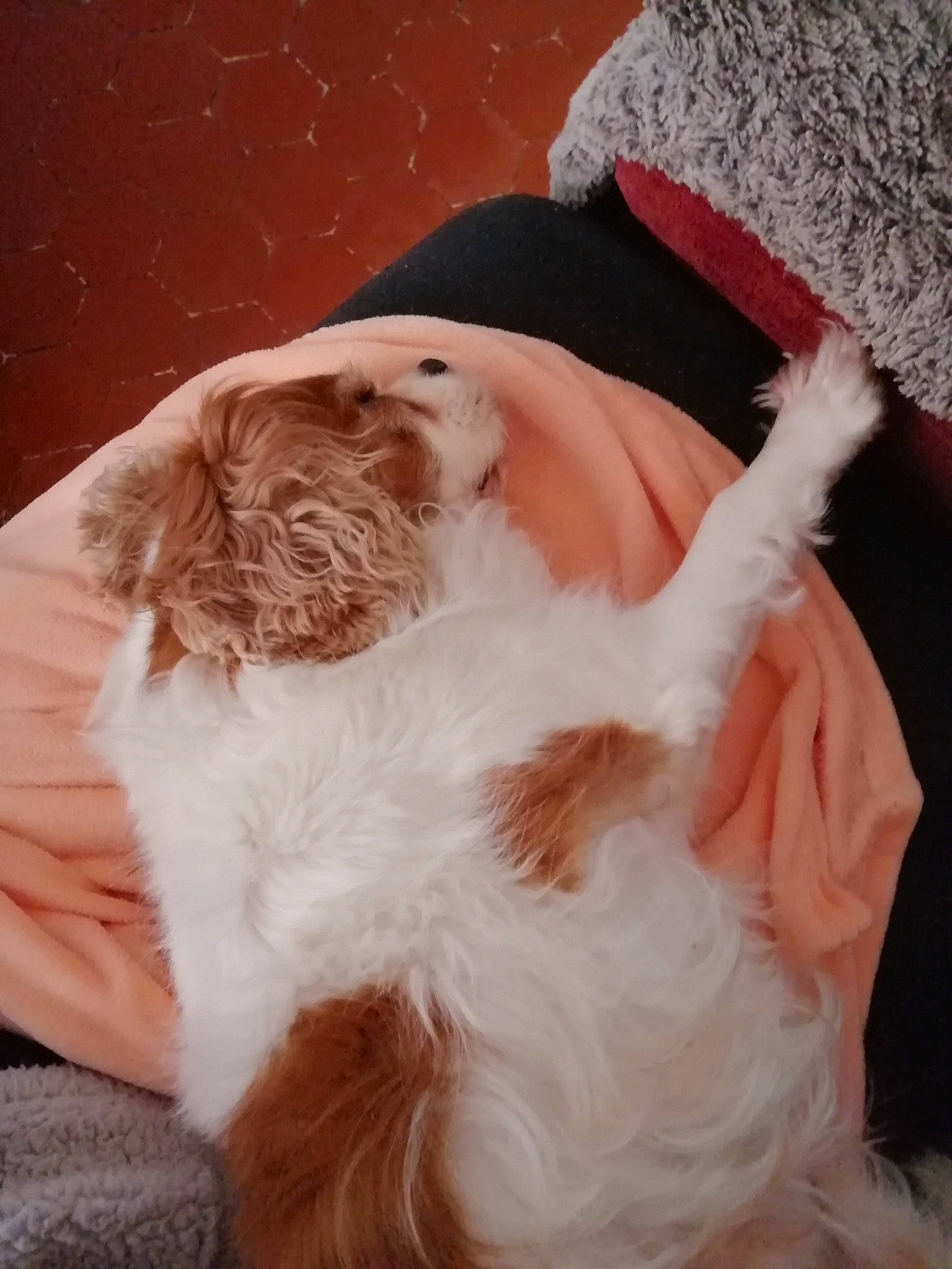 Pêche participe au concours pour gagner de l'argent avec cette photo : canidae, carnivore, cavalier_king_charles_spaniel, companion_dog, dog_breed, ear, fur, long_hair, sporting_group