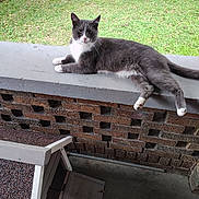 Mr. Sparkle-Socks is registered to the contest to win money with this photo: animal, brick_wall, calm, cat, concrete_ledge, curious, daylight, feline, grass, gray_cat, greenery, nature, outdoor, pet, porch, relaxed, resting, shed, white_paws, wooden_structure