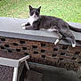 animal, brick_wall, calm, cat, concrete_ledge, curious, daylight, feline, grass, gray_cat, greenery, nature, outdoor, pet, porch, relaxed, resting, shed, white_paws, wooden_structure