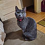 animal, blurred_face, cat, couch, cozy, cute, domestic_animal, door, fan, feline, furniture, gray_cat, household, indoor, pet, pink_collar, rug, shadow, sitting, wooden_floor
