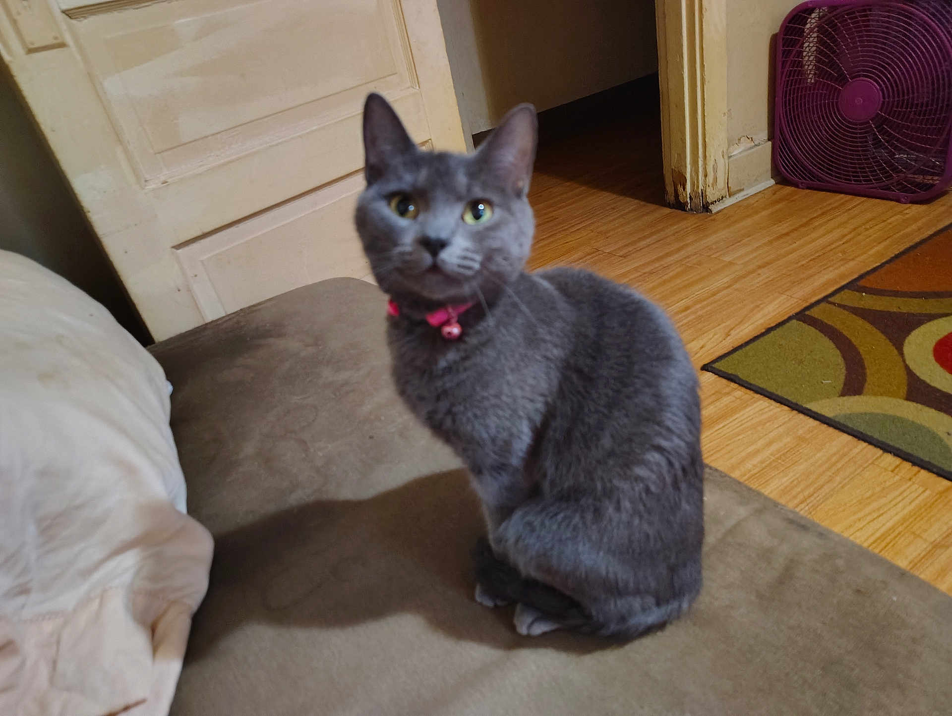 Lily Grey joined the competition — help win amazing prizes! animal, blurred_face, cat, couch, cozy, cute, domestic_animal, door, fan, feline, furniture, gray_cat, household, indoor, pet, pink_collar, rug, shadow, sitting, wooden_floor
