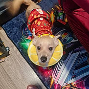Albus a rejoint le concours — aidez-le/la à gagner de superbes lots ! animal, colorful_rug, companion, cute, dog, festive_sweater, floor, footwear, furniture, holiday_pattern, indoor, lemon_collar, motion_blur, pet, playful, red_clothing, small_dog, space_theme, wagging_tail, wooden_floor