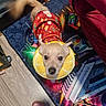 animal, colorful_rug, companion, cute, dog, festive_sweater, floor, footwear, furniture, holiday_pattern, indoor, lemon_collar, motion_blur, pet, playful, red_clothing, small_dog, space_theme, wagging_tail, wooden_floor
