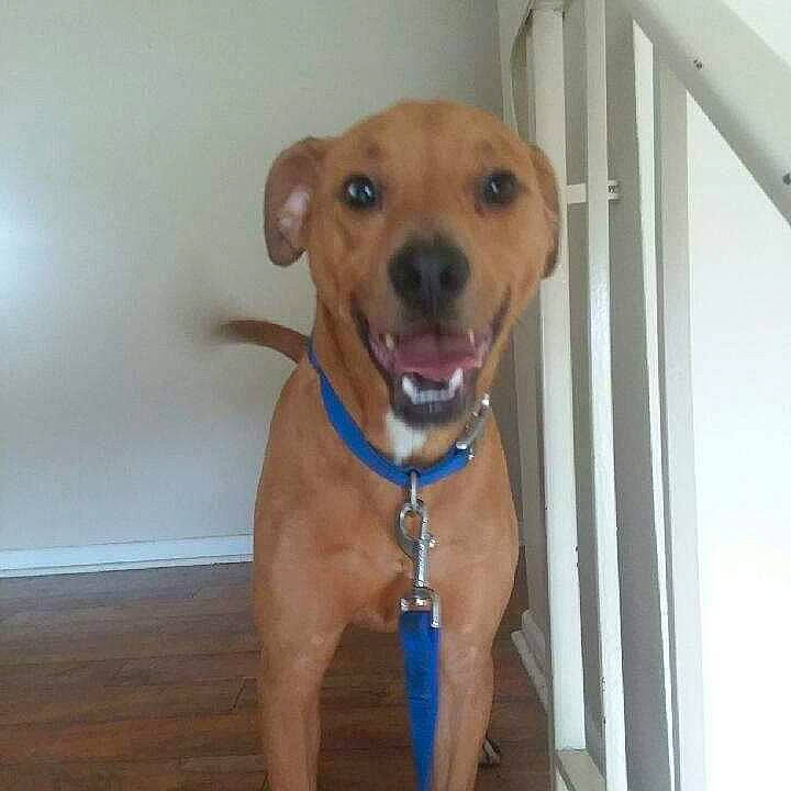 Bailey is registered to the contest to win money with this photo: carnivore, collar, companion_dog, dog, dog_breed, dog_collar, dog_supply, fawn, guard_dog, gun_dog, hardwood, hound, liver, paw, pet_supply, sporting_group, tail, varnish, whiskers, working_animal