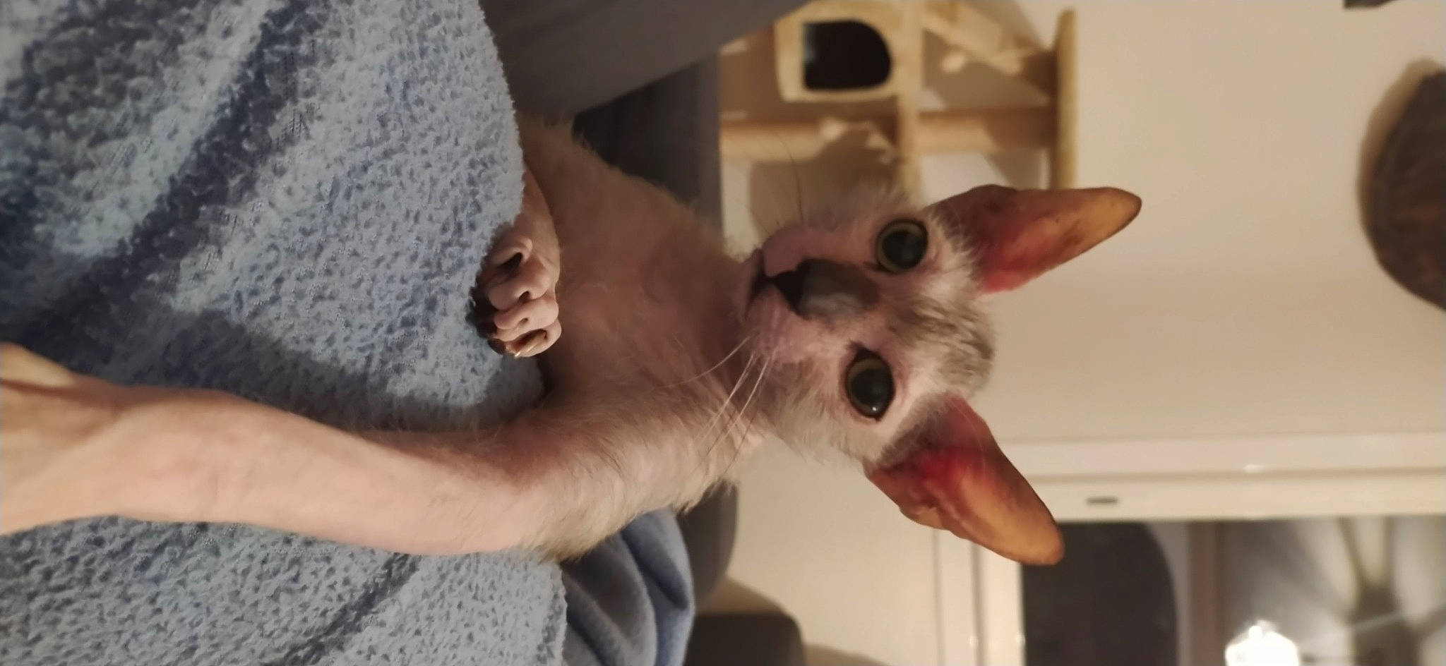 Rachelle participe au concours pour gagner de l'argent avec cette photo : canidae, carnivore, comfort, companion_dog, dog, dog_breed, ear, eye, fawn, felidae, fur, gesture, jaw, neck, non_sporting_group, paw, small_to_medium_sized_cats, snout, t_shirt, whiskers