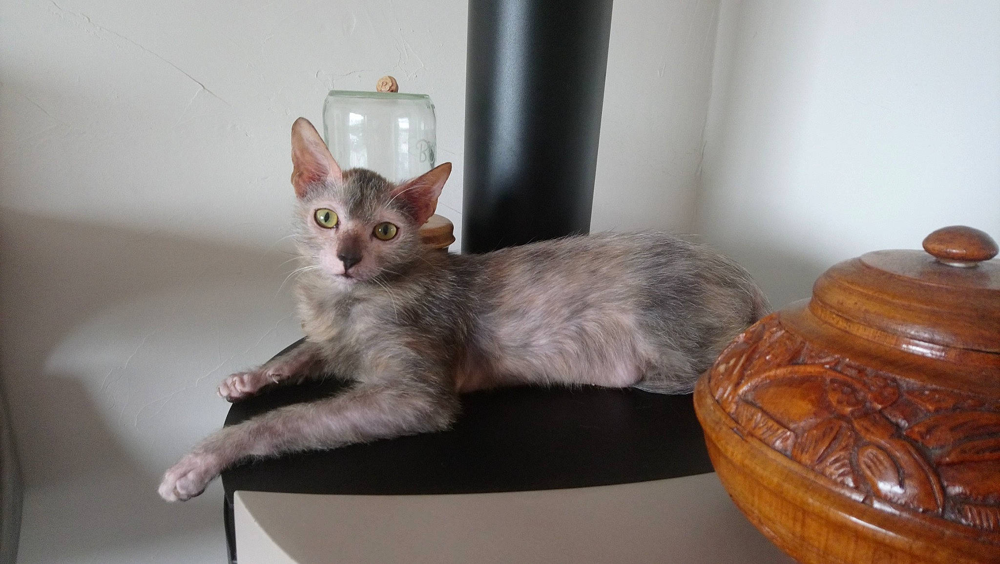 Rachelle a rejoint le concours — aidez-le/la à gagner de superbes lots ! carnivore, cat, cat_furniture, cat_supply, comfort, couch, domestic_short_haired_cat, fawn, felidae, flowerpot, fur, hardwood, paw, pottery, small_to_medium_sized_cats, tail, varnish, whiskers, window, wood