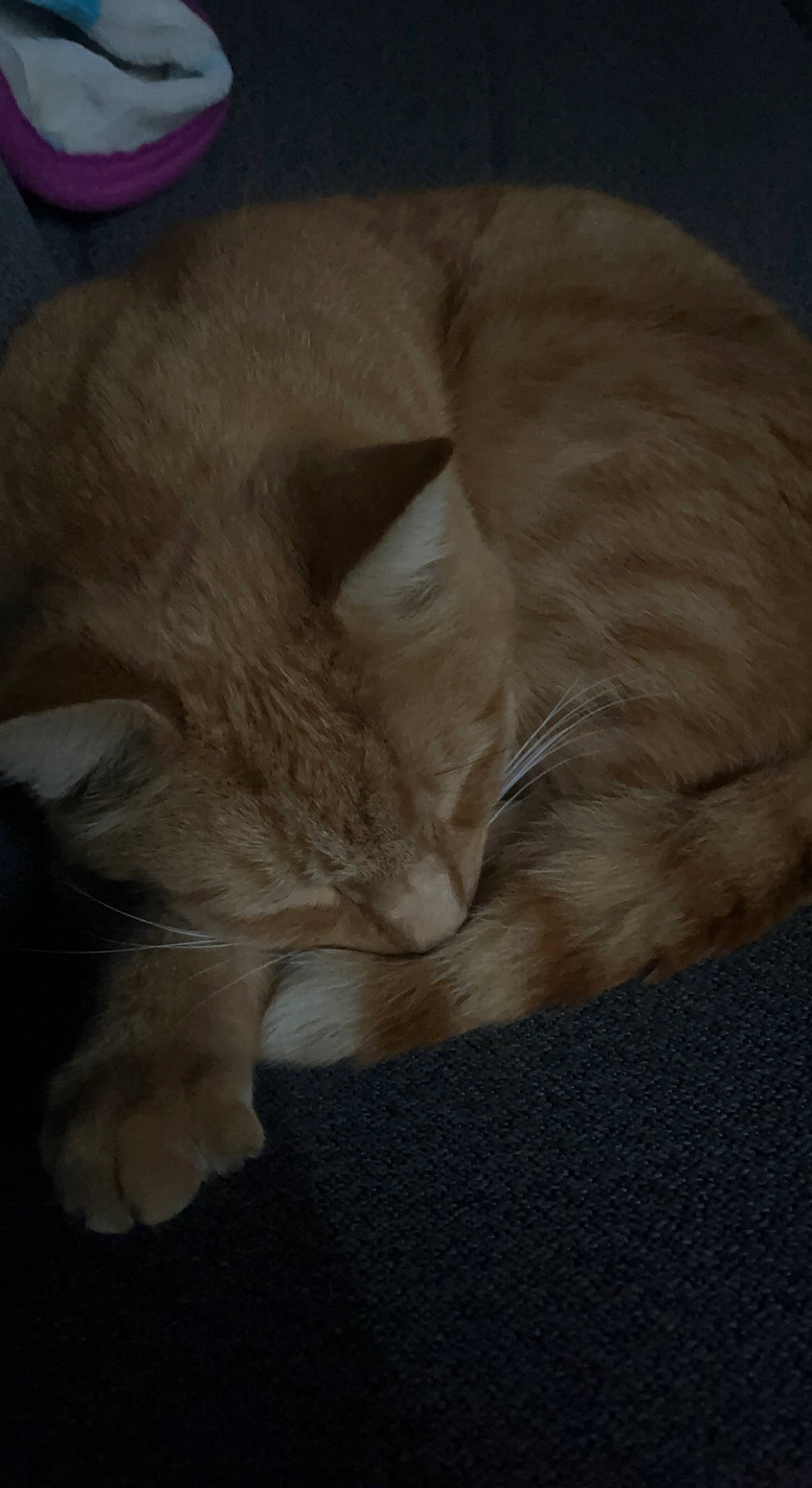 Morpheus joined the competition — help win amazing prizes! carnivore, cat, cat_bed, cat_supply, claw, comfort, domestic_short_haired_cat, fawn, felidae, fur, grey, nap, paw, sleep, small_to_medium_sized_cats, tail, terrestrial_animal, whiskers