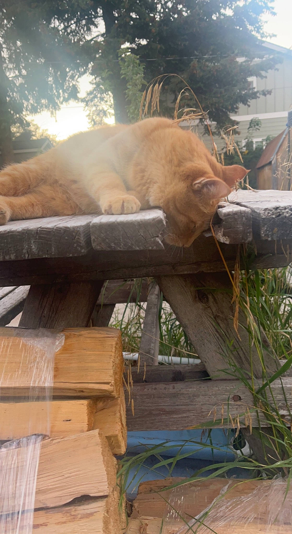 Morpheus is registered to the contest to win money with this photo: carnivore, cat, fawn, felidae, fur, grass, outdoor_furniture, plant, small_to_medium_sized_cats, snout, sporting_group, table, tail, terrestrial_animal, tints_and_shades, tree, trunk, twig, whiskers, wood