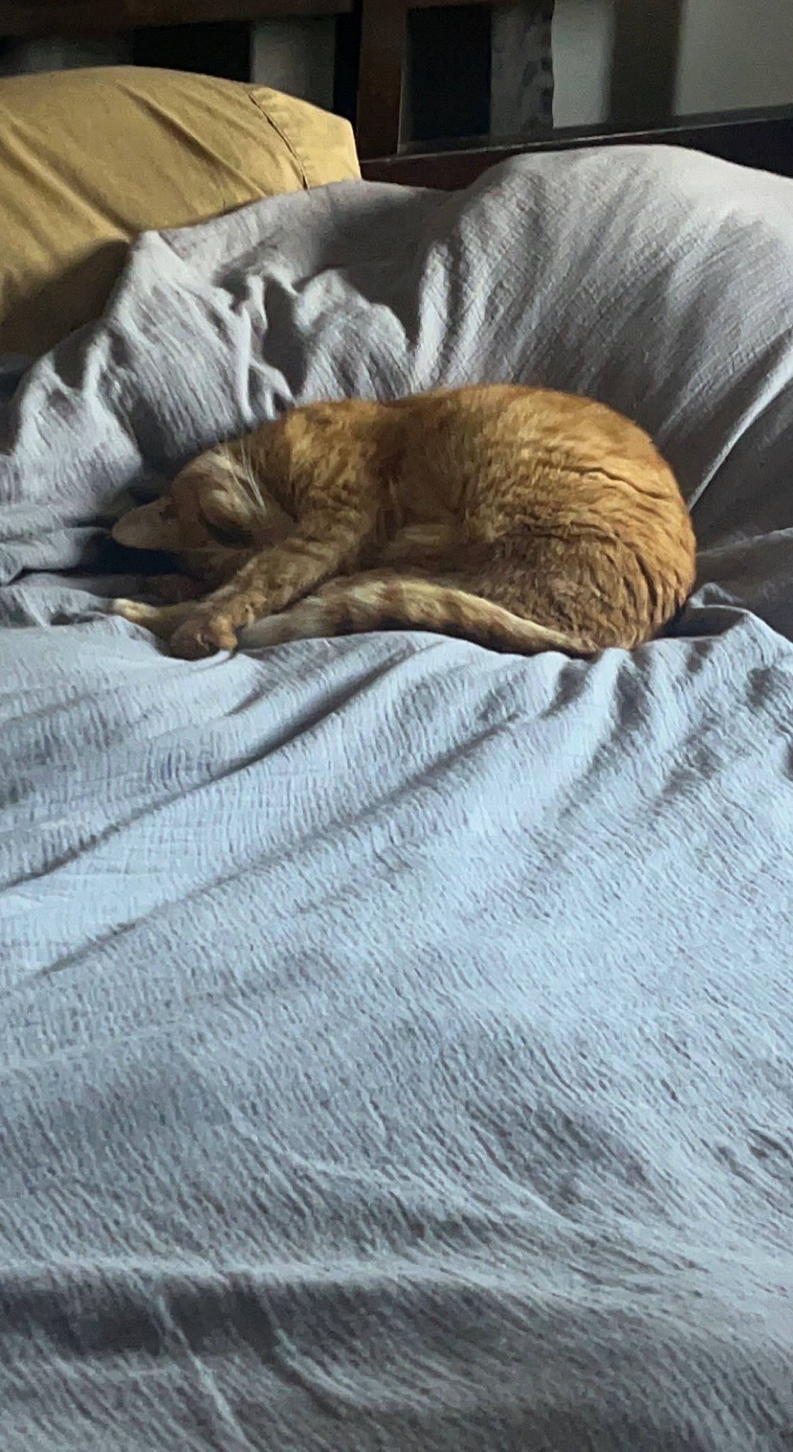 Morpheus joined the competition — help win amazing prizes! bedding, brown, carnivore, cat, comfort, domestic_short_haired_cat, duvet, felidae, flooring, fur, grey, hardwood, linens, mammal, room, small_to_medium_sized_cats, tail, textile, whiskers, wood