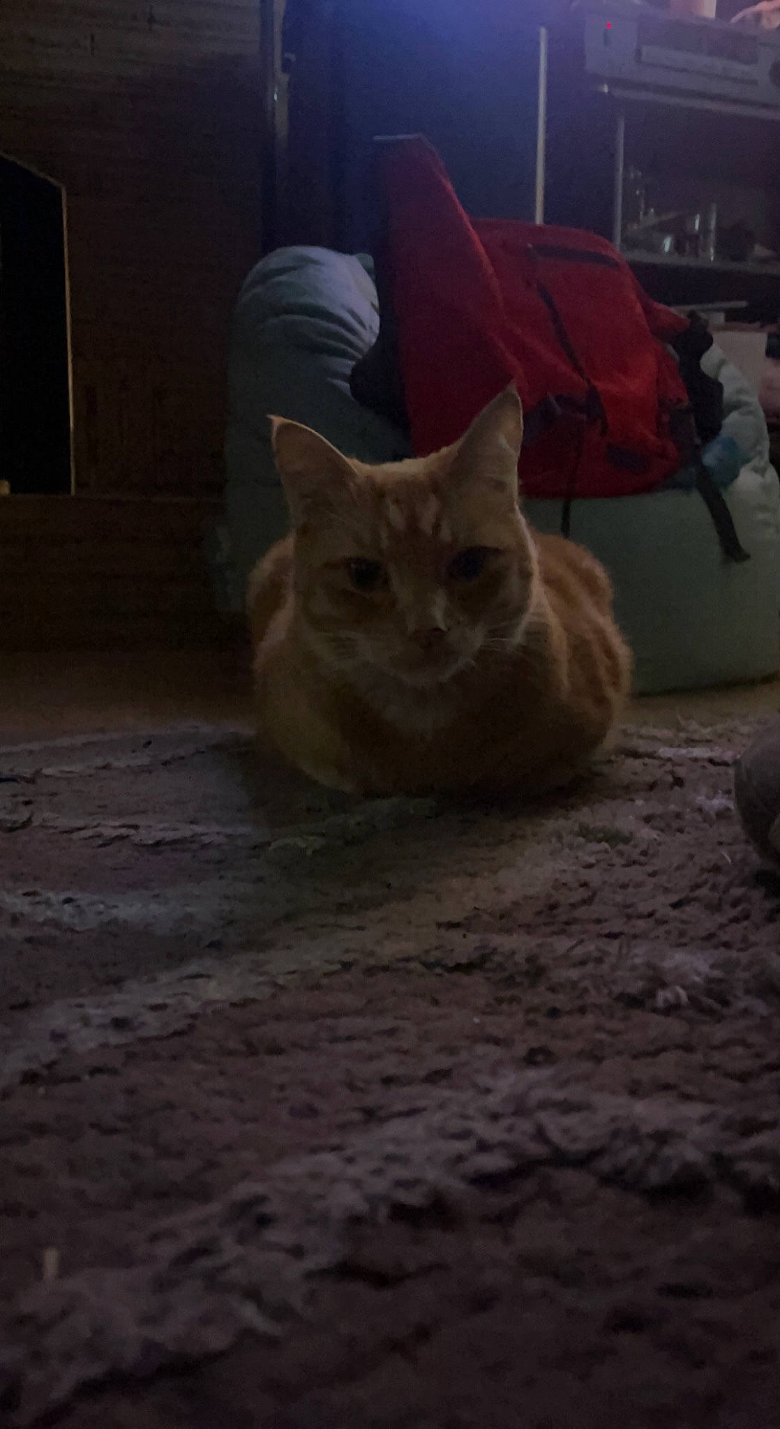 Morpheus joined the competition — help win amazing prizes! automotive_tire, carnivore, cat, comfort, domestic_short_haired_cat, fawn, felidae, floor, flooring, fur, grey, hardwood, road_surface, sand, small_to_medium_sized_cats, snout, tail, tire, whiskers, wood