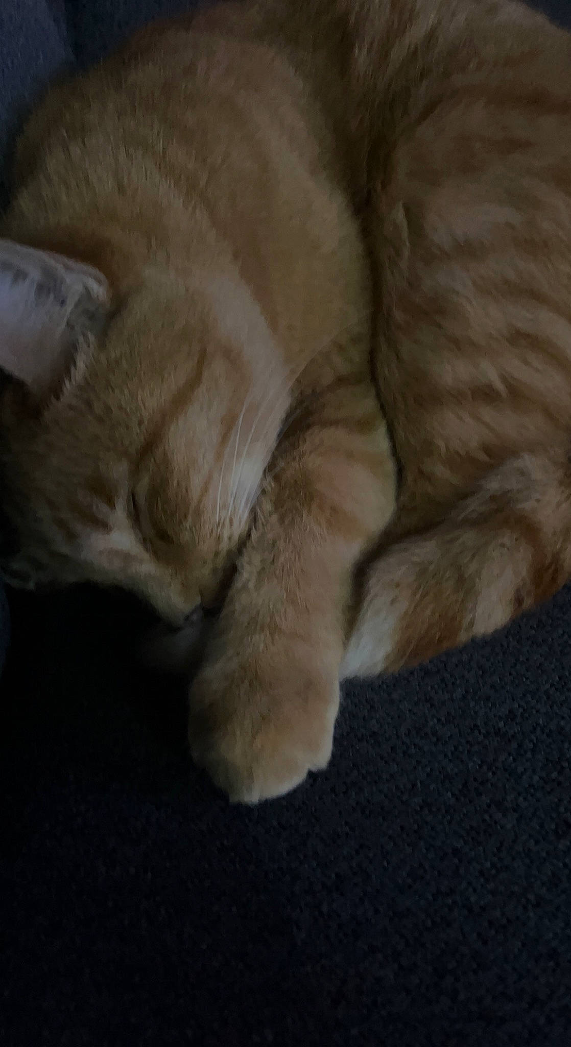 Morpheus is registered to the contest to win money with this photo: canidae, carnivore, cat, claw, comfort, dog_breed, felidae, fur, hardwood, human_leg, nap, paw, sleep, small_to_medium_sized_cats, snout, sporting_group, tail, terrestrial_animal, whiskers, wrinkle