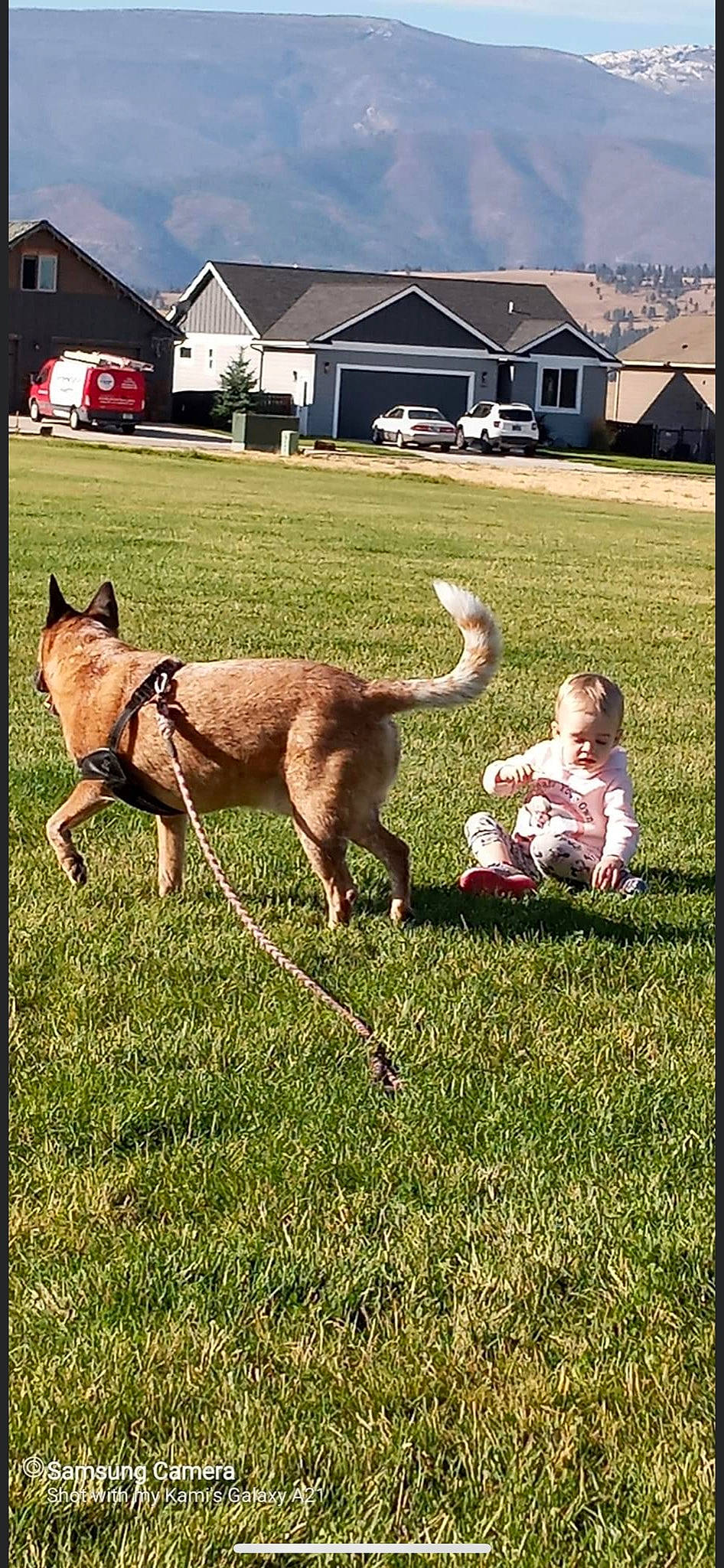 Micah joined the competition — help win amazing prizes! canidae, carnivore, cloud, collar, companion_dog, dog, dog_breed, fawn, grass, happy, house, lawn, leash, recreation, sky, sporting_group, tail, toddler, window, working_animal